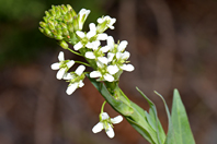 Fourraea alpina